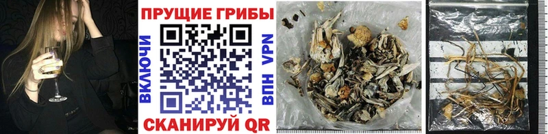 Псилоцибиновые грибы Cubensis  Конаково 